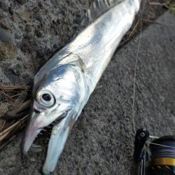 コノシロの大群襲来も…