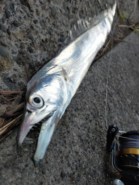 コノシロの大群襲来も…