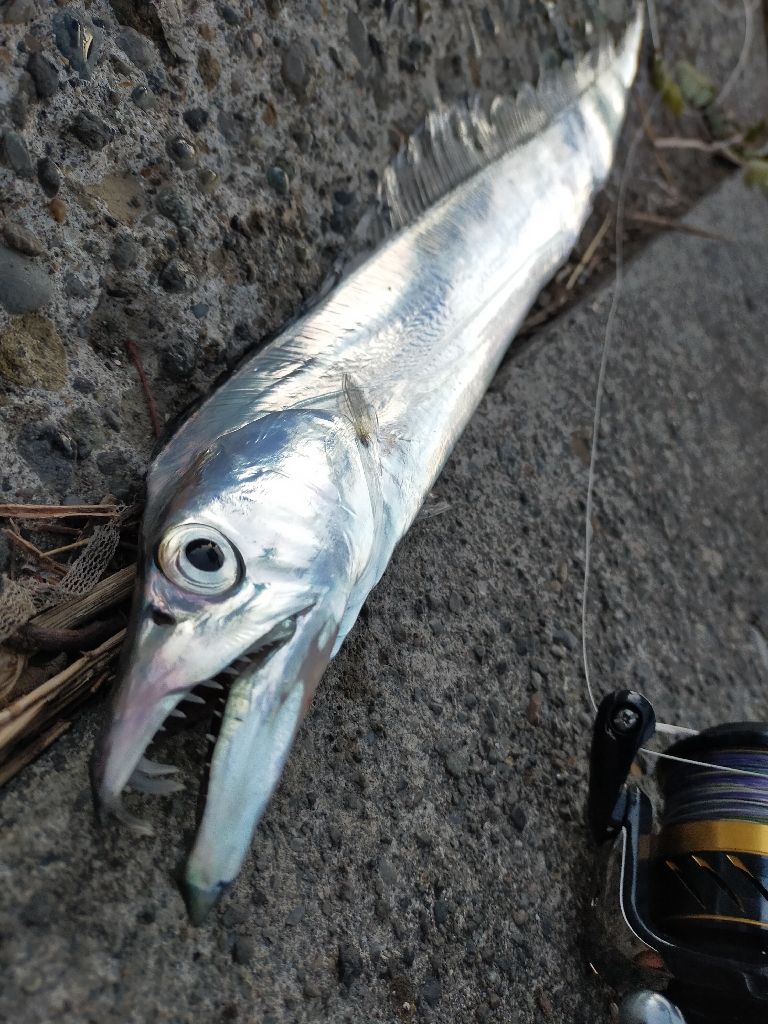 コノシロの大群襲来も…