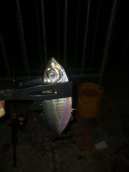 タチウオ釣れず