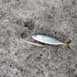 タチウオ不在