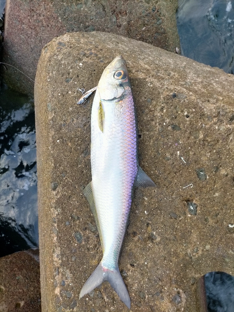 ちょっと遊べた笑