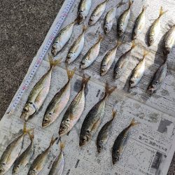 つり幸からライトアジ