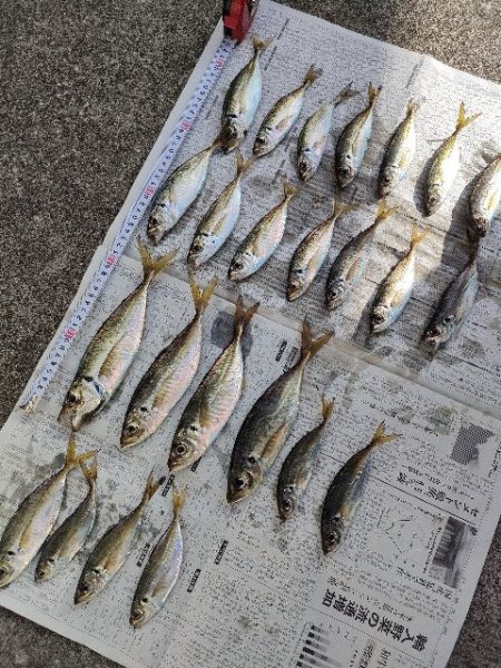 つり幸からライトアジ