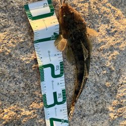 マゴチさんお久しぶり