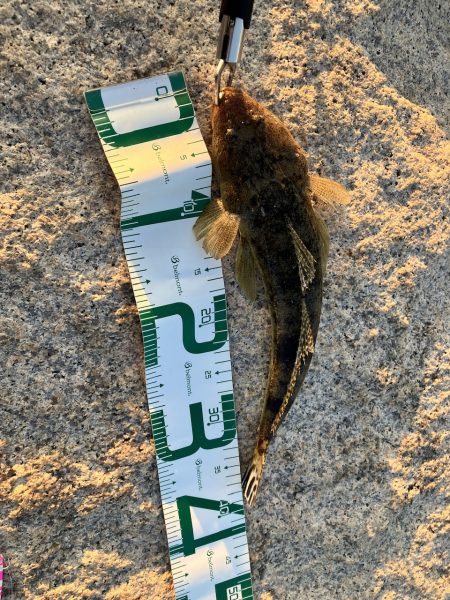 マゴチさんお久しぶり