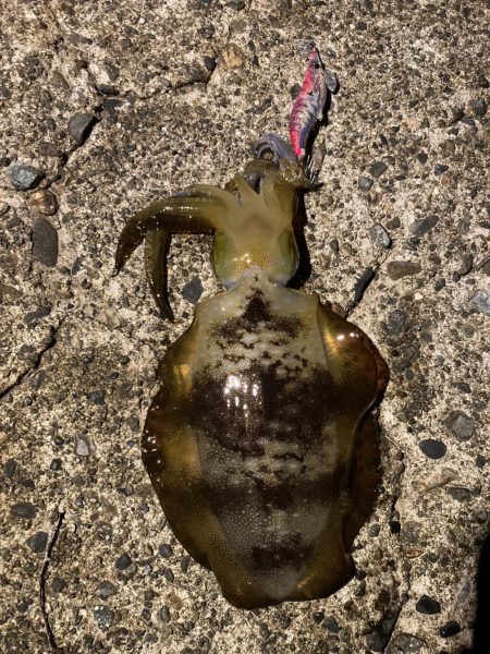 朝からバタバタ