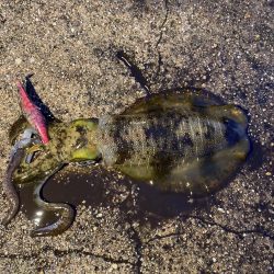 朝から頑張りました