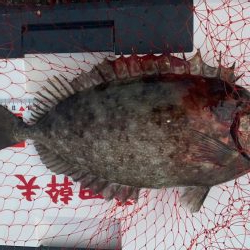 日の出渡8番アイゴ38センチ