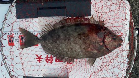 日の出渡8番アイゴ38センチ