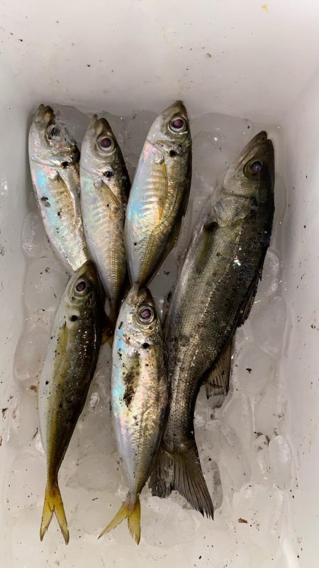 強風下アジング