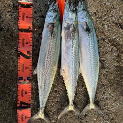 サゴシサゴシサゴシ