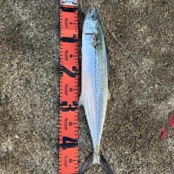 ケーソンでサゴシ