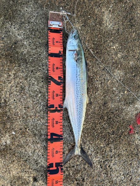 ケーソンでサゴシ