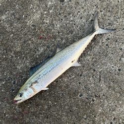 なんとかサゴシ1匹