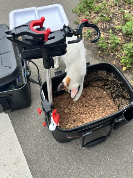 春以来のフカセ釣り