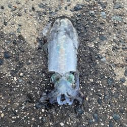 大事なエギが…