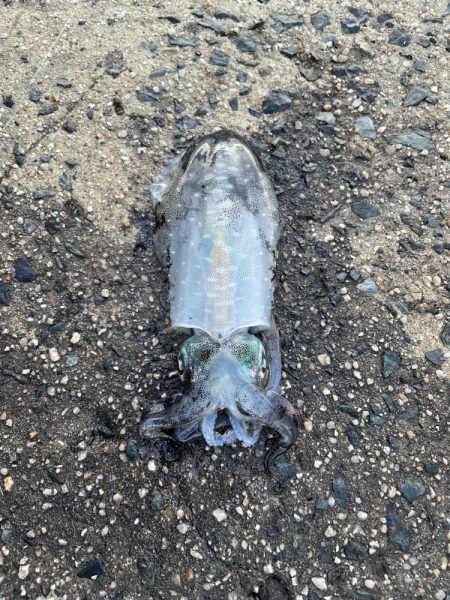 大事なエギが…