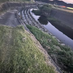 久しぶりのナマズさん