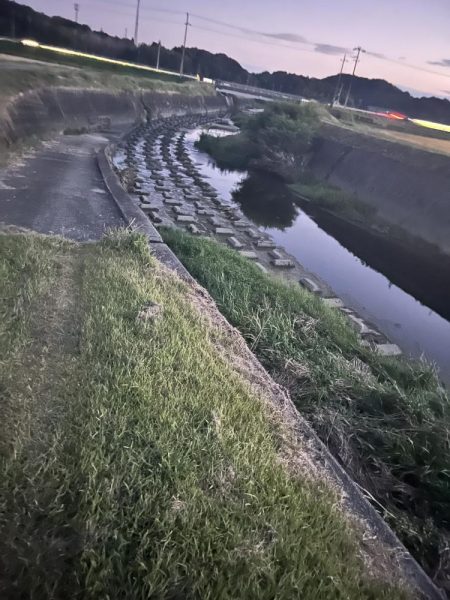 久しぶりのナマズさん