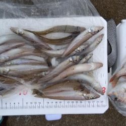 苅屋海岸のキス釣り