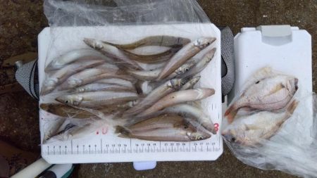 苅屋海岸のキス釣り