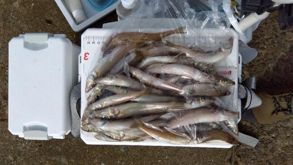 苅屋海岸のキス釣り