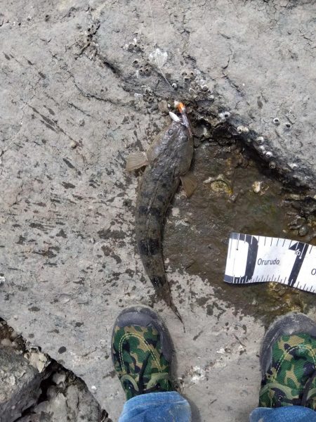 久々の念願フラット…