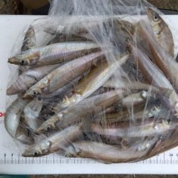 苅屋海岸のキス釣り