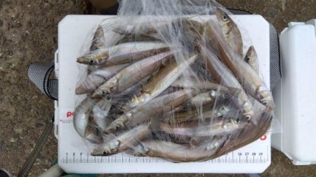 苅屋海岸のキス釣り