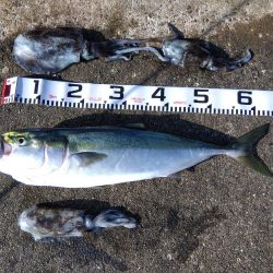 空港でアオリイカ?