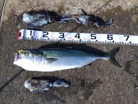 空港でアオリイカ？