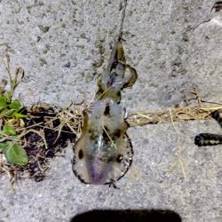 今年、初ヤエン