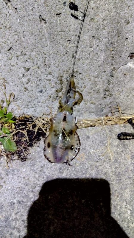 今年、初ヤエン