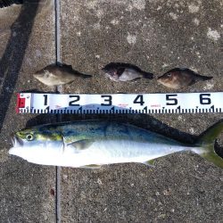 空港でアオリイカ　2