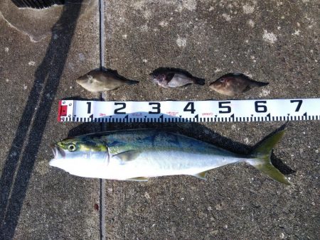 空港でアオリイカ　2