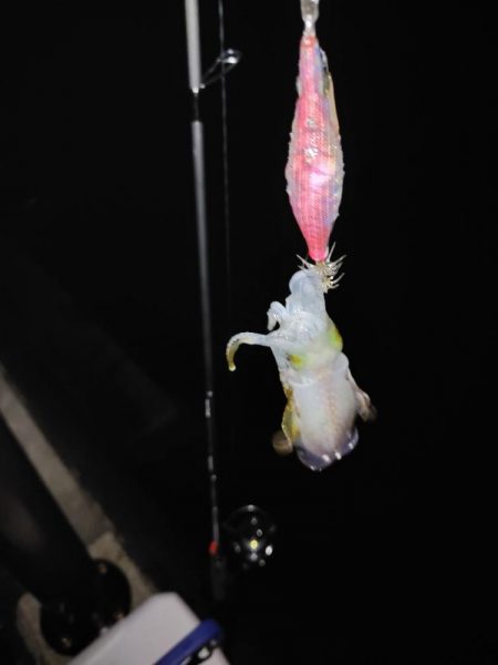 エギング＠泉南