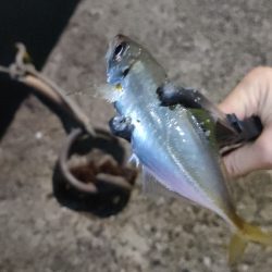 久しぶりの尾鷲釣行