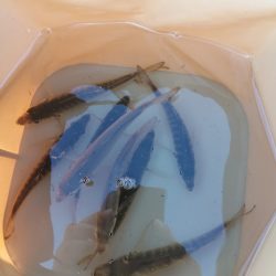 ジグサビキでアジ好調