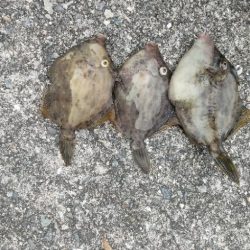 カワハギちょい投げ