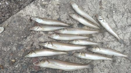 潮が動けど時合無し