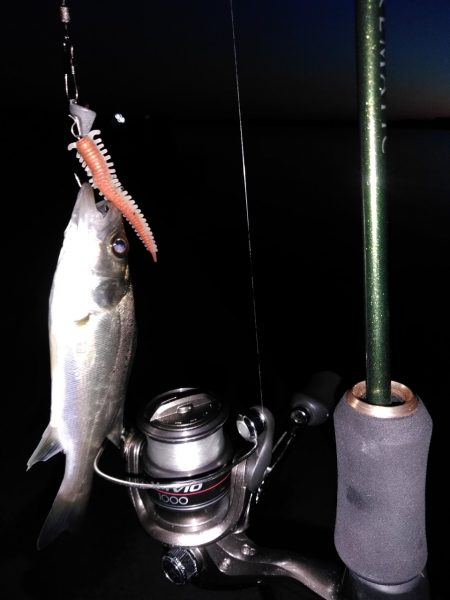 ちょい投げ　ハゼ　セイゴ