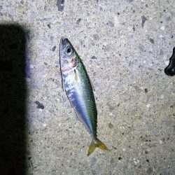 美味しいアジを求め