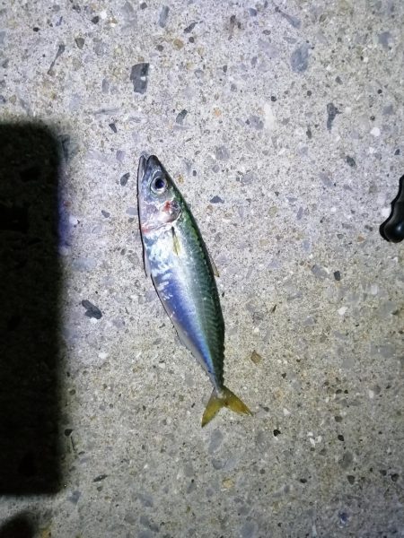 美味しいアジを求め