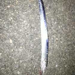 タチウオ　カマス