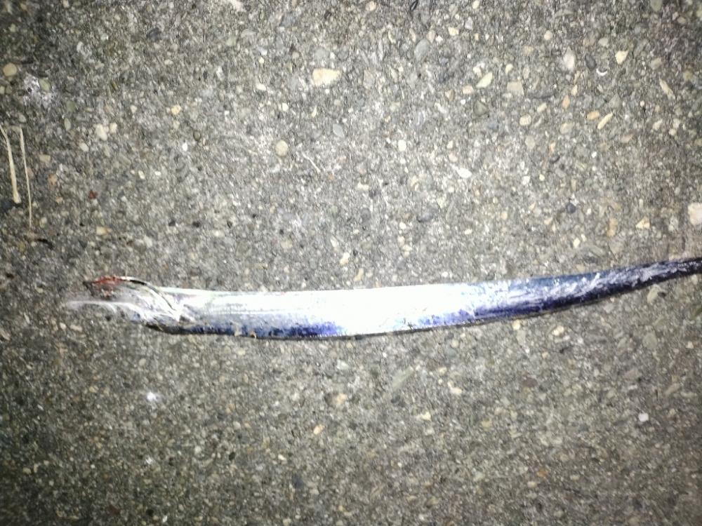 タチウオ　カマス