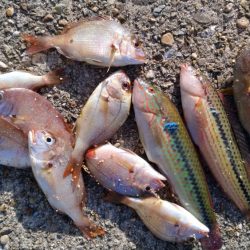 東二見西水路のキス調査