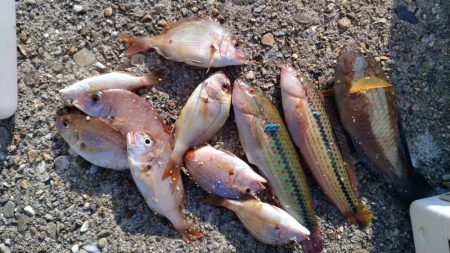 東二見西水路のキス調査