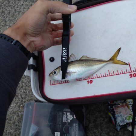 助松埠頭アジング