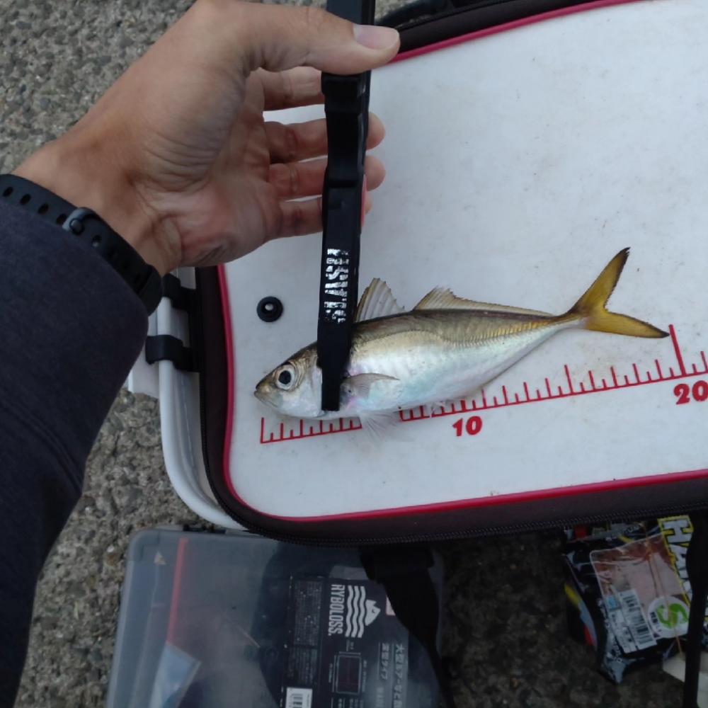 助松埠頭アジング